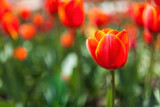 Fototapeta Tulipany - Red tulips in a meadow