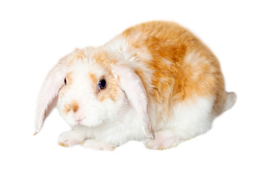 Lop ear little Red and white color rabbit, 2 months old, bunny isolated on white background -animals and pets concept