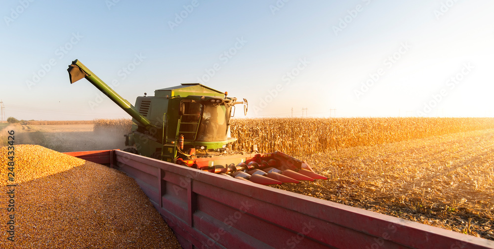 Pouring corn grain into tractor trailer - obrazy, fototapety, plakaty 