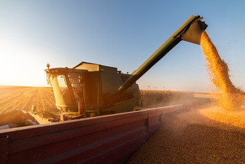 Wall Mural - Pouring corn grain into tractor trailer