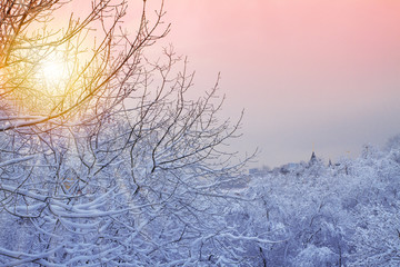 Winter background with snowy trees. Beautiful winter landscape with  trees covered with snow  in park during sunrise