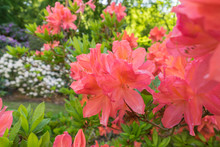 Rhododendron Im Garten	