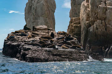 Wall Mural - sea lion colony seals relaxing on the rocks of cabo san lucas