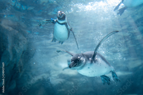 ペンギン アドビストックのデザイン かべいろ Com おしゃれ壁紙リフォーム貼り替え インクジェット壁紙のかべいろ Com ペンギン アドビストックのデザイン かべいろ Com おしゃれ壁紙リフォーム貼り替え インクジェット壁紙のかべいろ Com