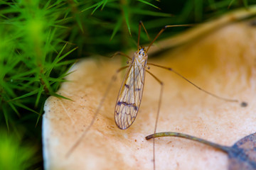 A mosquito on a mushroom around which moss