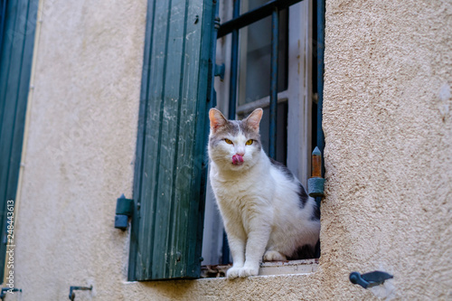 Facade D Une Maison Un Chat Blanc Gris Tachete Assis Sur La Fenetre Langue Tiree Buy This Stock Photo And Explore Similar Images At Adobe Stock Adobe Stock Facade D Une Maison Un Chat Blanc Gris Tachete Assis Sur La Fenetre Langue Tiree Buy This Stock Photo And Explore Similar Images At Adobe Stock Adobe Stock