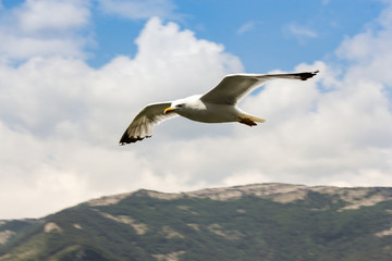 Seagull on the background of clouds.