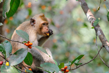 Wall Mural - monkey eat food on tree in thailand