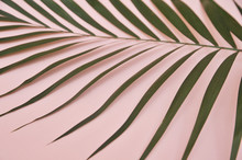 Palm Tree On Pink Background.