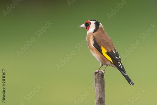 Cuadros en Lienzo A Goldfinch perching on a branch with a clear background