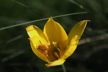 Little fluffy beetle (Pygopleurus vulpes) on a tulip flower