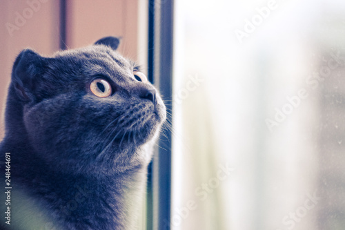 Grey Cat Looks Out The Window Cat Looks Up Cat With Yellow Eyes