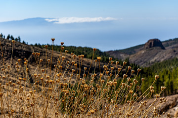 Wall Mural - panoramic view from top of the mountain of tenerife island