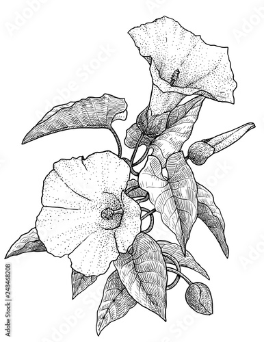 Fotomural Hedge bindweed illustration, drawing, engraving, ink, line art, vector