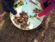 © Nickyt87 - little children playing, expolring and gardening in the garden with soil, leaves, nuts, sticks, plants, seeds during a school activity - learning by doing, education and play in the nature concept