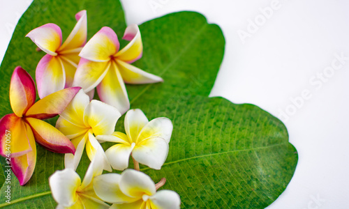 Frame For Greeting Card Background For A Banner With Flowers And
