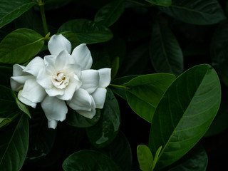 Wall Mural - Big White Gardenia Flower Blooming