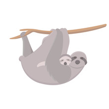 Sloth With Baby Hanging On A Tree On White Background. Cute Mother Sloth With Her Child Hanging On Tree Branch. Parent Concept.