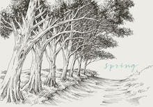 Artistic Landscape, An Alley In The Park Under The Trees Hand Drawing