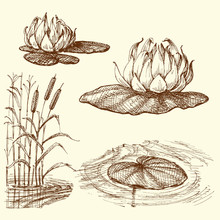 Water Lily And Water Plants Set