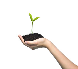 Poster - Hand holding and caring a green young plant isolated on white background