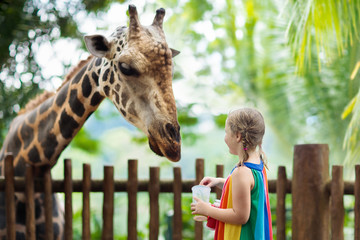 Poster - Kids feed giraffe at zoo. Children at safari park.