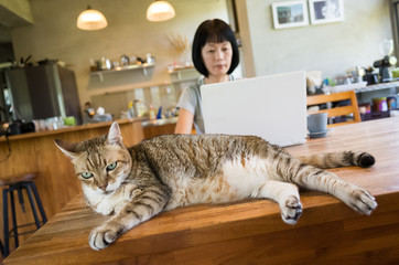 Poster - working at home with her cat