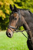 Fototapeta Konie - Brown warm blood horse with bridle