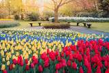 Fototapeta Tulipany - Keukenhof Gardens, flowers and tulips. Netherlands