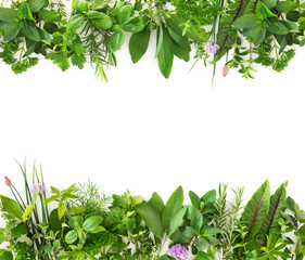 Wall Mural - Fresh garden herbs isolated on white background
