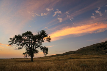 Wall Mural - Lone tree at sunrise, western Nebraska, USA