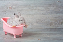 Rabbit In The Bathtub Placed On A Wooden Floor. Happy Easter Fancy Rabbit On A Wooden Background. Cute Little Rabbit On A Pink Bathtub. Rabbit That Is Cute And Precise According To Breed Standards