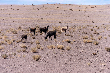 Canvas Print - Domesticated Llamas Calama Chile