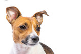 Fototapeta Psy - Closeup Portrait Jack Russell Terrier, standing in front, isolated white background