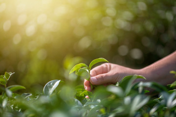 Closeup hand with picking fresh tea leaves in natural organic green tea farm