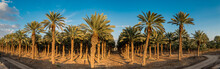 Panoramic Image With Plantation Of Date Palms, Image Depicts An Advanced Desert Agriculture In The Middle East
