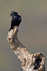 Wall Mural - Einfarbstar (Sturnus unicolor) - Spotless starling