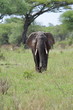 An elephant walking in green savanna