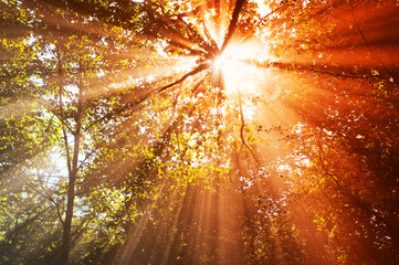 Poster - Sonne im nebligen Wald