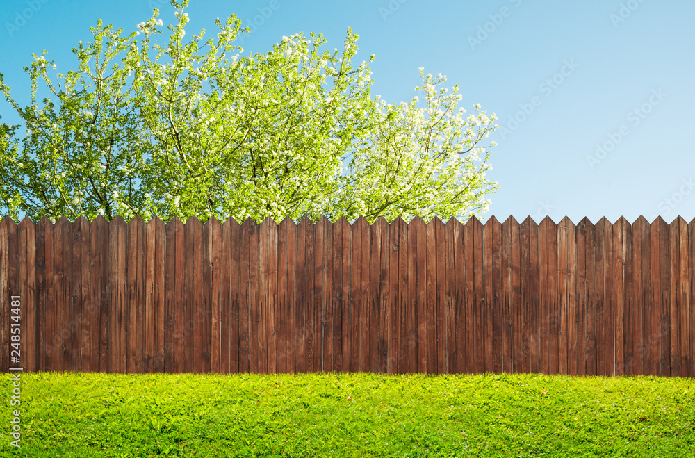 a wooden garden fence at backyard and bloom tree in spring - obrazy, fototapety, plakaty 
