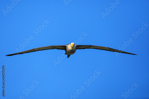 Fotomural Waved albatross in flight on Espanola Island, Galapagos National park, Ecuador