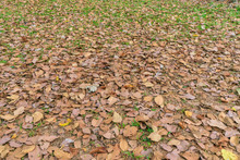 落ち葉に覆われた地面