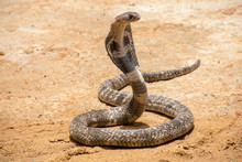 The King Cobra On Sand 