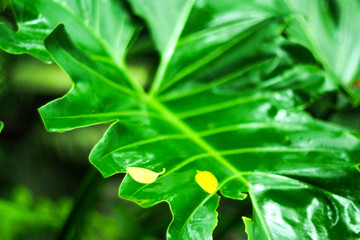 Creative tropical green leaves layout. Nature spring concept after raining fresh environment idea background