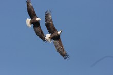 Two Bald Eagles In Flight Utah 