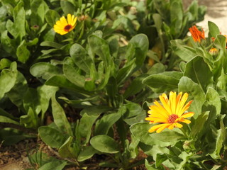 Yellow flowers close up