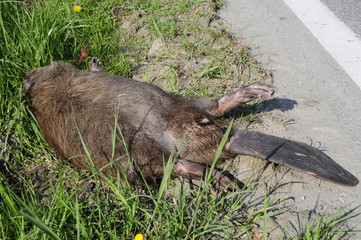Wall Mural - dead beaver on the road, castor fiber