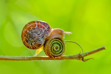 Beautiful Snail in the garden