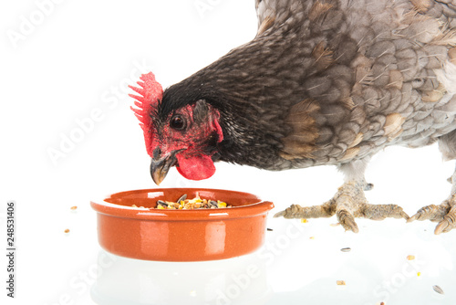 Zdjęcie XXL Jedzenie szary kurczak na białym tle nad białym