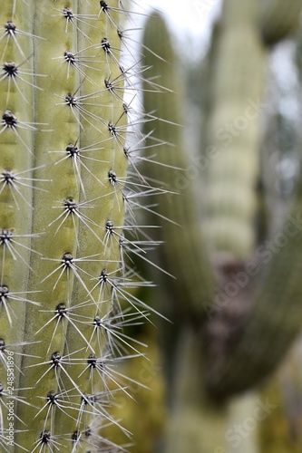 Closeup Of Saguaro Cactus Needles Buy This Stock Photo And Explore Similar Images At Adobe Stock Adobe Stock